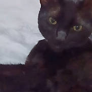 Jynx joined the competition — help win amazing prizes! animal, black_cat, cat, close_up, companion, cute, domestic_animal, ears, eyes, face, feline, fur, indoor, lying_down, mammal, pet, relaxed, resting, whiskers, white_background