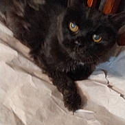 Star joined the competition — help win amazing prizes! affection, animal, black_cat, blurred, cat, chair, close_up, companion, cozy, crinkled_paper, domestic_cat, feline, fur, hand, indoor, pet, resting, table, touch, yellow_eyes