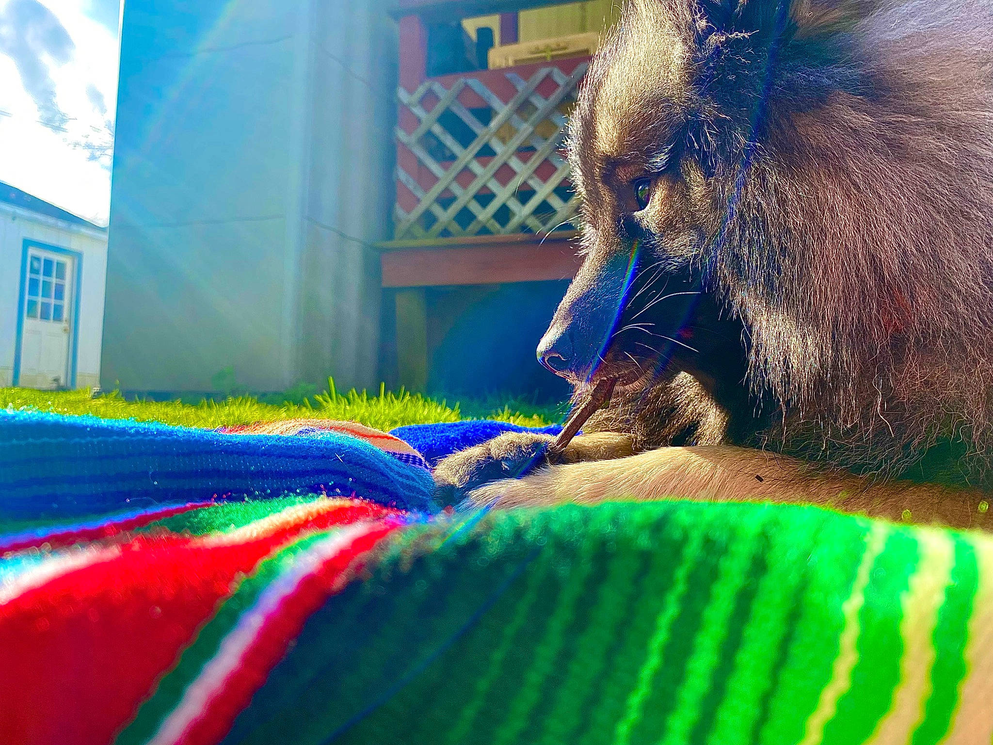 Ozzy joined the competition — help win amazing prizes! electric_blue, fawn, foot, fun, fur, grass, human_leg, leisure, magenta, paw, recreation, snout, sporting_group, tail, terrestrial_animal, tints_and_shades, toe, visual_arts, whiskers, wildlife