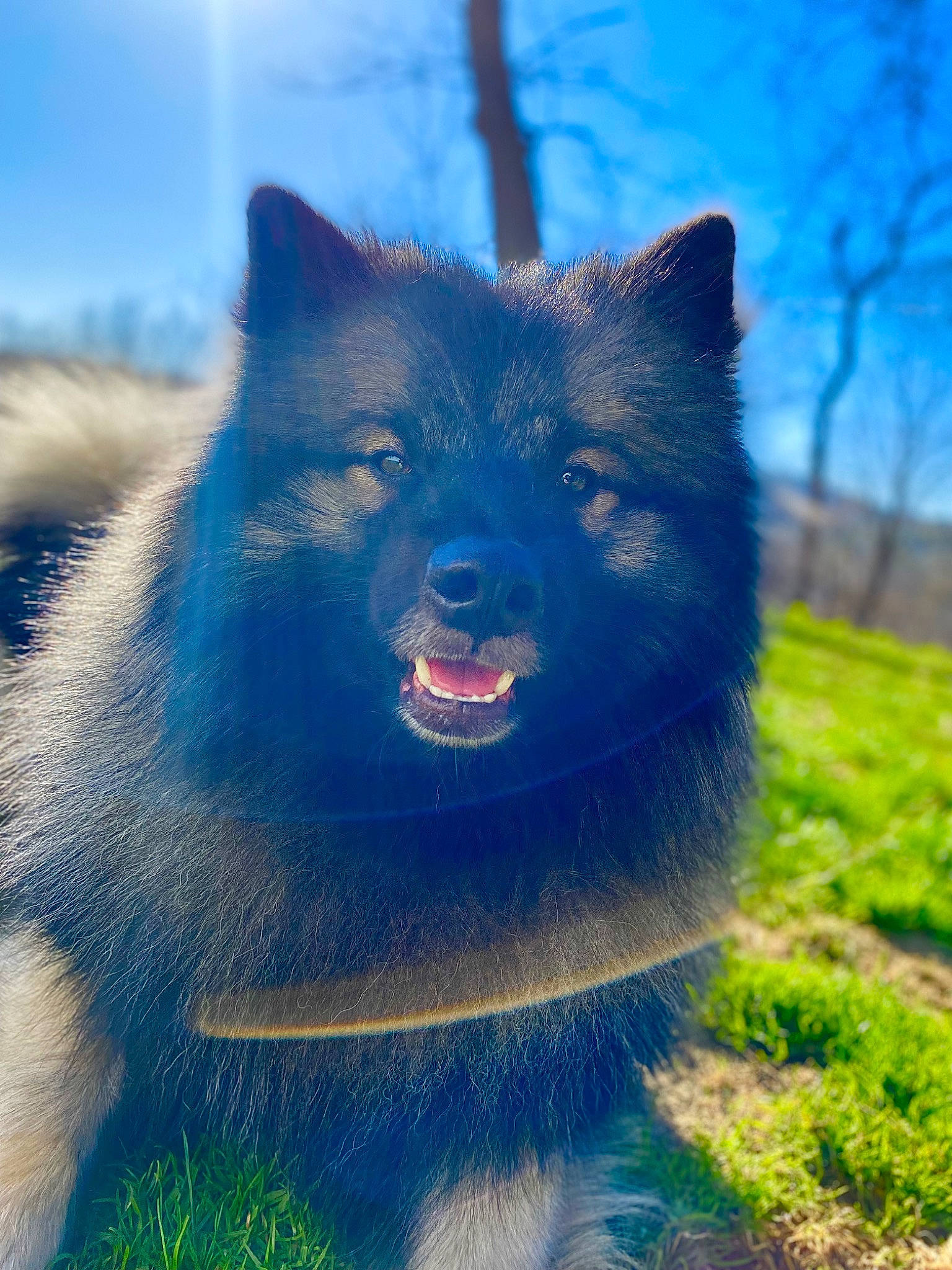 Ozzy is registered to the contest to win money with this photo: canidae, canis, carnivore, companion_dog, dog, dog_breed, electric_blue, fur, grass, non_sporting_group, plant, sky, snout, spitz, sporting_group, terrestrial_animal, tree, wildlife, working_animal, working_dog