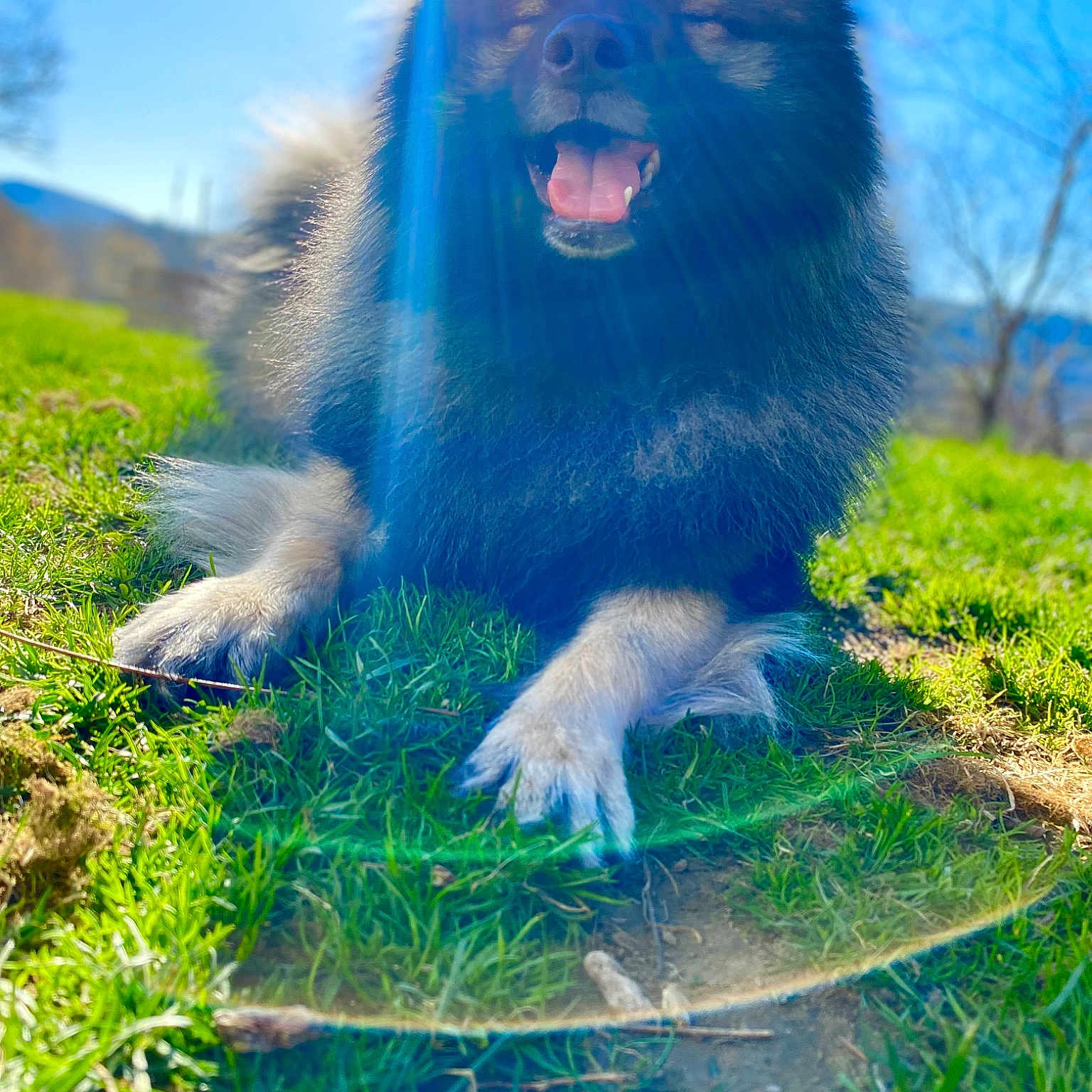 Ozzy