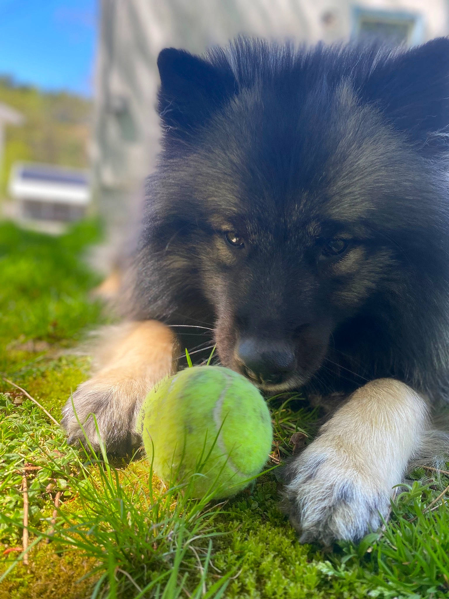 Ozzy joined the competition — help win amazing prizes! canidae, carnivore, companion_dog, dog, dog_agility, dog_breed, fur, german_spitz, german_spitz_klein, german_spitz_mittel, grass, herding_dog, spitz, sporting_group, sports_equipment, tennis_ball, terrestrial_animal, tree, working_animal, working_dog