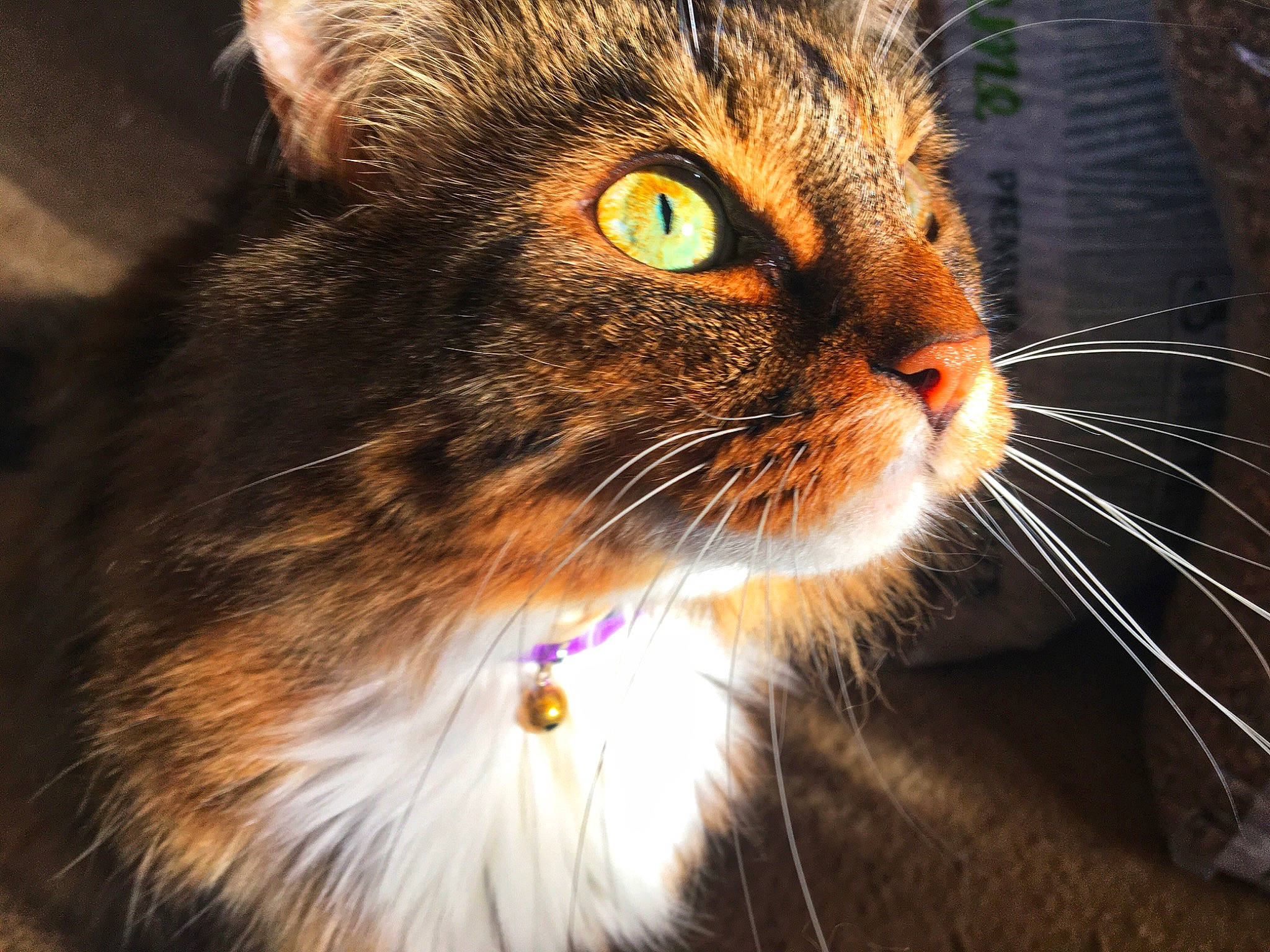 Boo joined the competition — help win amazing prizes! carnivore, cat, curious, domestic_short_haired_cat, eye, felidae, fur, grass, iris, macro_photography, plant, small_to_medium_sized_cats, snout, terrestrial_animal, whiskers