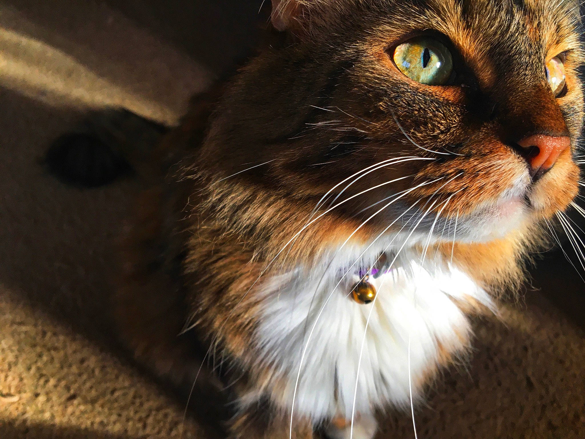 Boo joined the competition — help win amazing prizes! carnivore, cat, curious, domestic_short_haired_cat, electric_blue, felidae, fur, iris, small_to_medium_sized_cats, snout, terrestrial_animal, whiskers