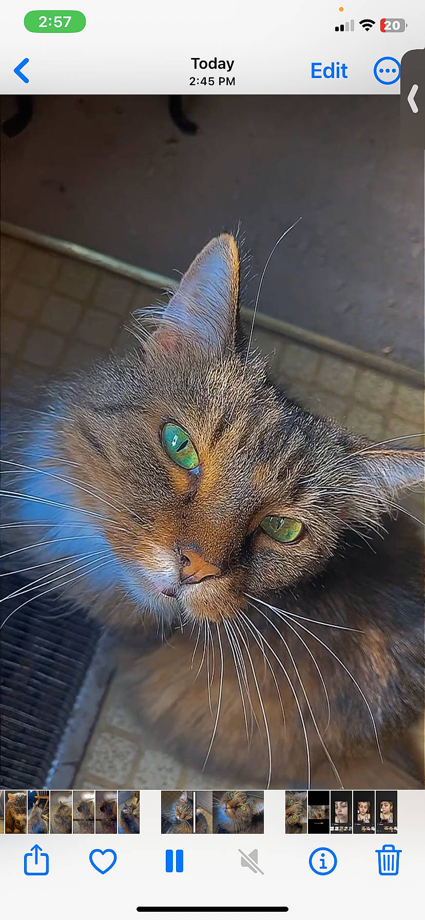 Boo joined the competition — help win amazing prizes! art, carnivore, cat, claw, domestic_short_haired_cat, fawn, felidae, fur, grass, head, illustration, paw, sitting, small_to_medium_sized_cats, snout, tail, terrestrial_animal, whiskers, wildlife, window