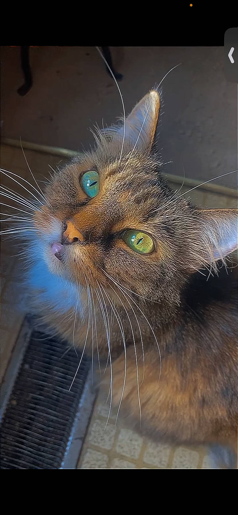 Boo joined the competition — help win amazing prizes! carnivore, cat, domestic_short_haired_cat, electric_blue, felidae, fur, grass, paw, small_to_medium_sized_cats, snout, tail, terrestrial_animal, whiskers, wildlife, window