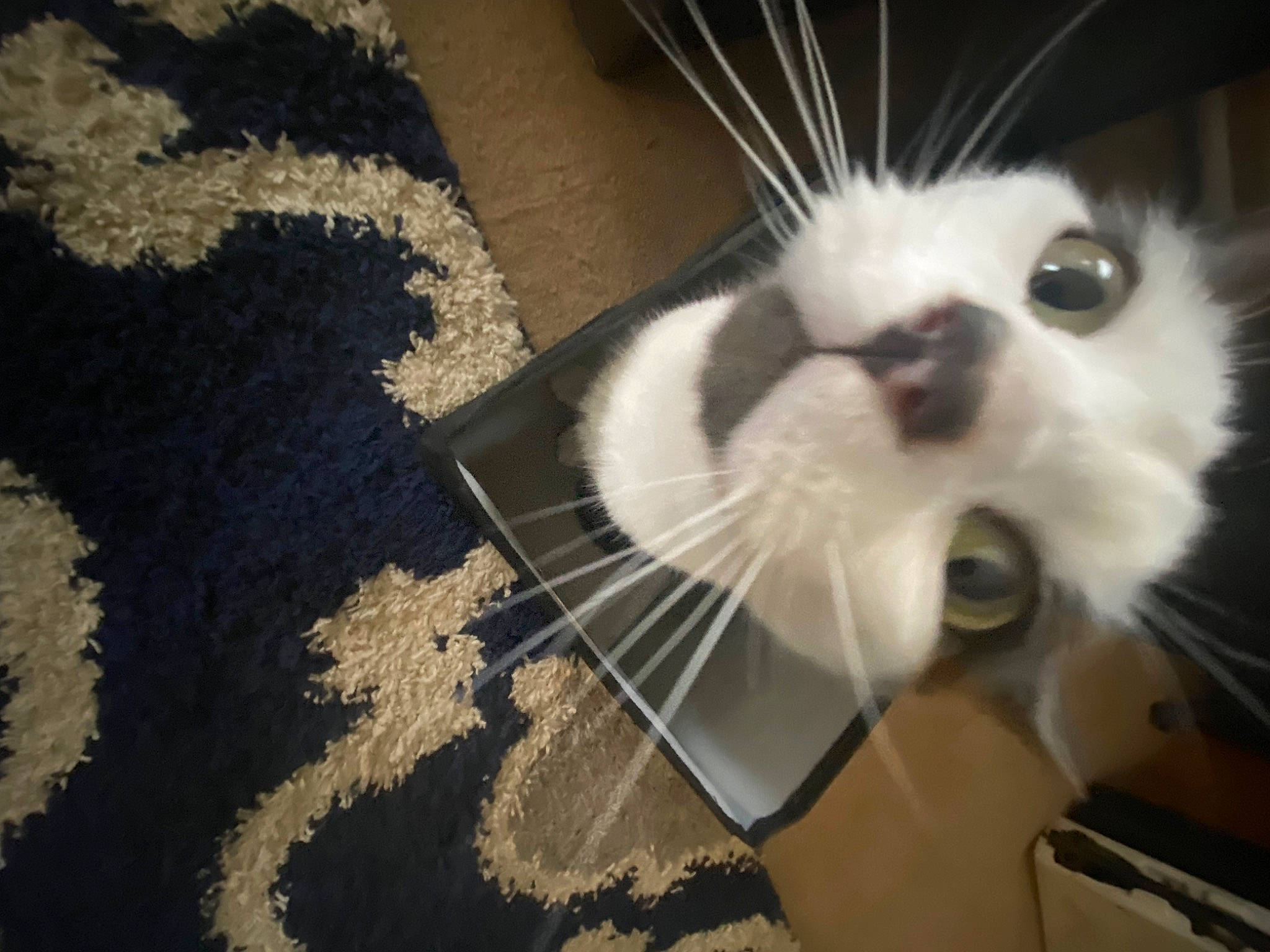 Chloe is registered to the contest to win money with this photo: animal_shelter, carnivore, cat, claw, domestic_short_haired_cat, eye, fang, felidae, flooring, fur, paw, pet_supply, small_to_medium_sized_cats, snout, soil, tail, whiskers