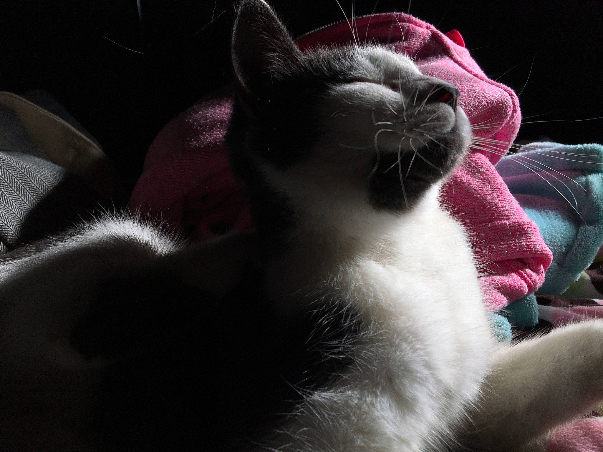 Chloe is registered to the contest to win money with this photo: carmine, carnivore, cat, comfort, darkness, domestic_short_haired_cat, felidae, fur, grass, magenta, paw, petal, plant, small_to_medium_sized_cats, snout, tail, whiskers