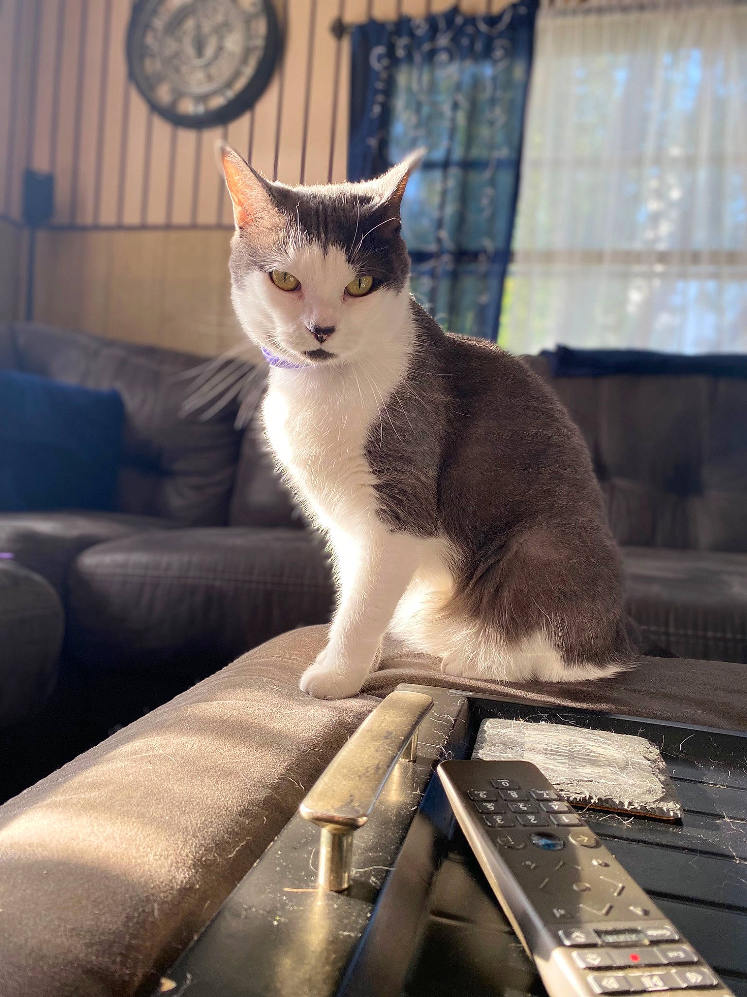 Chloe is registered to the contest to win money with this photo: carnivore, cat, comfort, couch, curtain, domestic_short_haired_cat, felidae, fur, grey, metal, pet_supply, sitting, small_to_medium_sized_cats, snout, tail, terrestrial_animal, whiskers, window, windshield, wood
