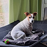 Oska a rejoint le concours — aidez-le/la à gagner de superbes lots ! dog, small_dog, white_dog, brown_patch, pet_bed, cushion, toy, indoor, window, curtain, resting, pet, canine, domestic_animal, fur, ears, snout, animal_bed, relaxed, household