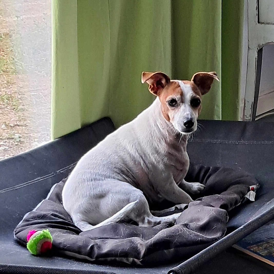 Oska a rejoint le concours — aidez-le/la à gagner de superbes lots ! animal_bed, brown_patch, canine, curtain, cushion, dog, domestic_animal, ears, fur, household, indoor, pet, pet_bed, relaxed, resting, small_dog, snout, toy, white_dog, window