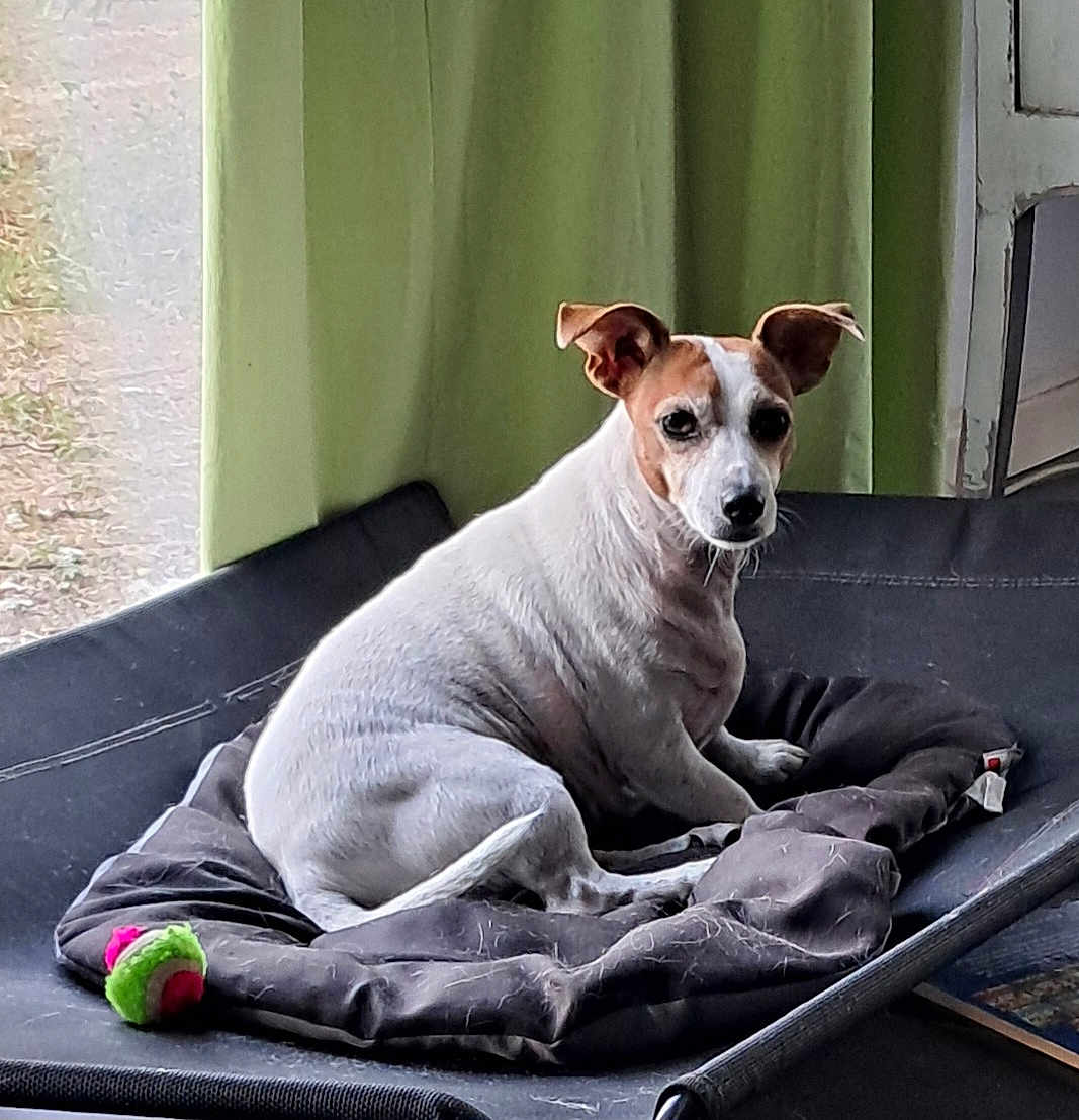 Oska a rejoint le concours — aidez-le/la à gagner de superbes lots ! dog, small_dog, white_dog, brown_patch, pet_bed, cushion, toy, indoor, window, curtain, resting, pet, canine, domestic_animal, fur, ears, snout, animal_bed, relaxed, household