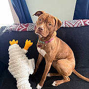 Bailey joined the competition — help win amazing prizes! dog, brown_dog, plush_toy, duck_toy, couch, blanket, curtain, indoor, pet, animal, collar, toy, seated, looking_up, furniture, cozy, living_room, domestic, cute, companionship