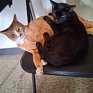 Poppy And Wednesday is registered to the contest to win money with this photo: cat, ginger_cat, black_cat, chair, indoor, floor, feline, pets, animal, cute, relaxed, cozy, cuddling, domestic, companions, two_animals, resting, curious, plastic_chair, fur