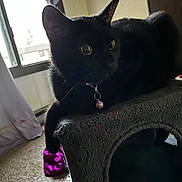 Wednesday is registered to the contest to win money with this photo: cat, black_cat, pet, indoor, cat_tree, window, curtain, floor, collar, bell, feline, relaxing, animal, fur, whiskers, household, light, shadow, room, domestic
