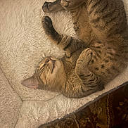 Sadie joined the competition — help win amazing prizes! cat, tabby_cat, sleeping, pet, animal, furry, whiskers, paws, belly, striped_fur, indoors, blanket, soft_surface, cozy, relaxed, upside_down, resting, portrait, warm_lighting, carpet