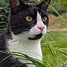 cat, tuxedo_cat, animal, pet, grass, outdoor, nature, fence, greenery, close_up, whiskers, ears, face, alert, yellow_eyes, pink_nose, fur, portrait, daylight, curious