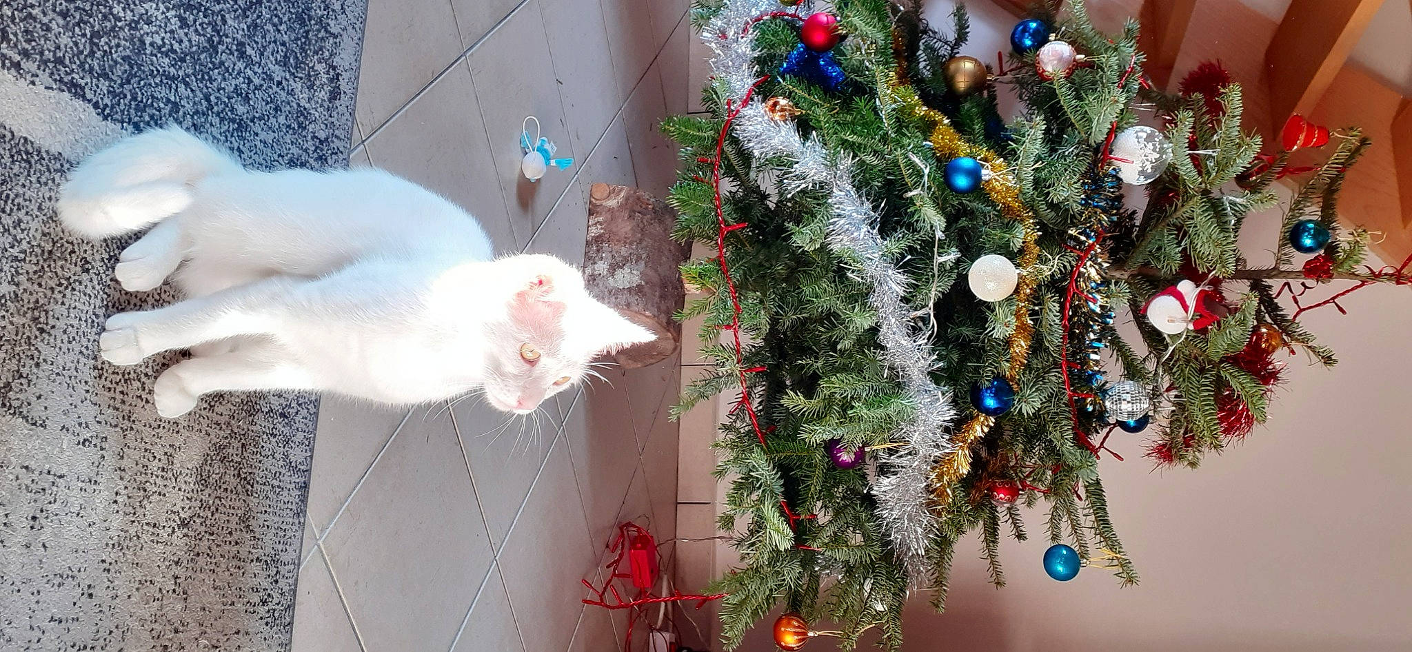 Potter participe au concours pour gagner de l'argent avec cette photo : carnivore, cat, christmas_decoration, christmas_eve, christmas_ornament, christmas_tree, event, evergreen, felidae, holiday, holiday_ornament, ornament, photograph, plant, small_to_medium_sized_cats, tail, textile, tree, whiskers, white