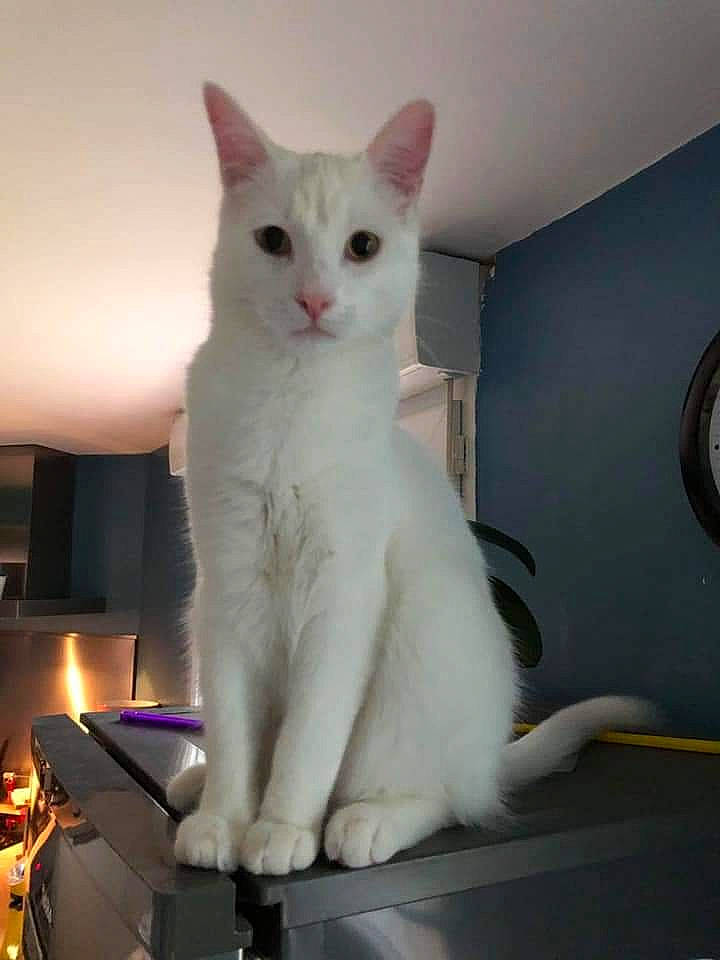 Potter a rejoint le concours — aidez-le/la à gagner de superbes lots ! carnivore, cat, comfort, domestic_short_haired_cat, eye, felidae, fur, gas, paw, small_to_medium_sized_cats, tail, whiskers