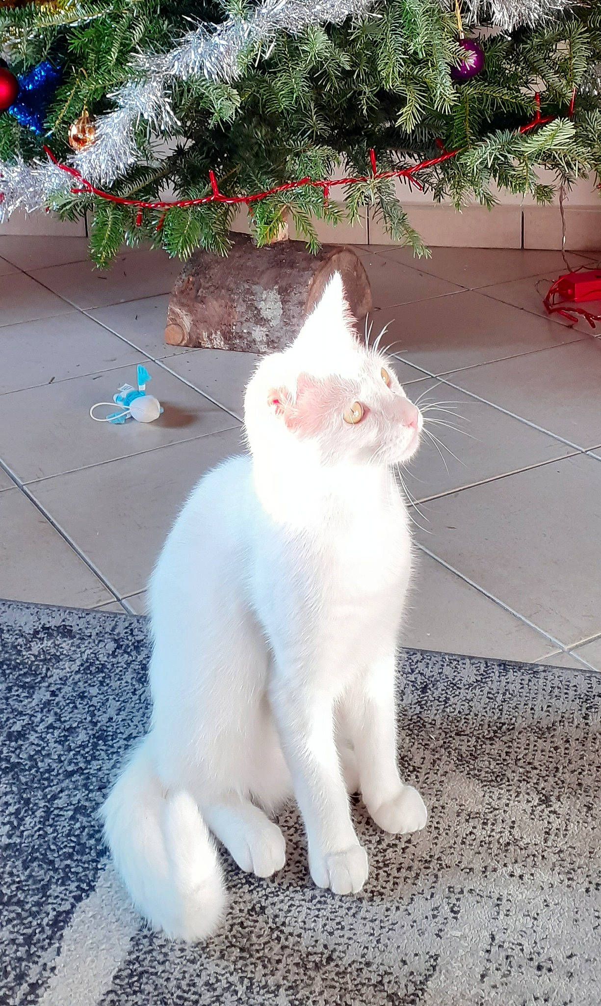 Potter a rejoint le concours — aidez-le/la à gagner de superbes lots ! carnivore, cat, claw, domestic_short_haired_cat, eye, felidae, fur, grass, mammal, paw, plant, road_surface, sitting, small_to_medium_sized_cats, snout, tail, terrestrial_animal, vertebrate, whiskers