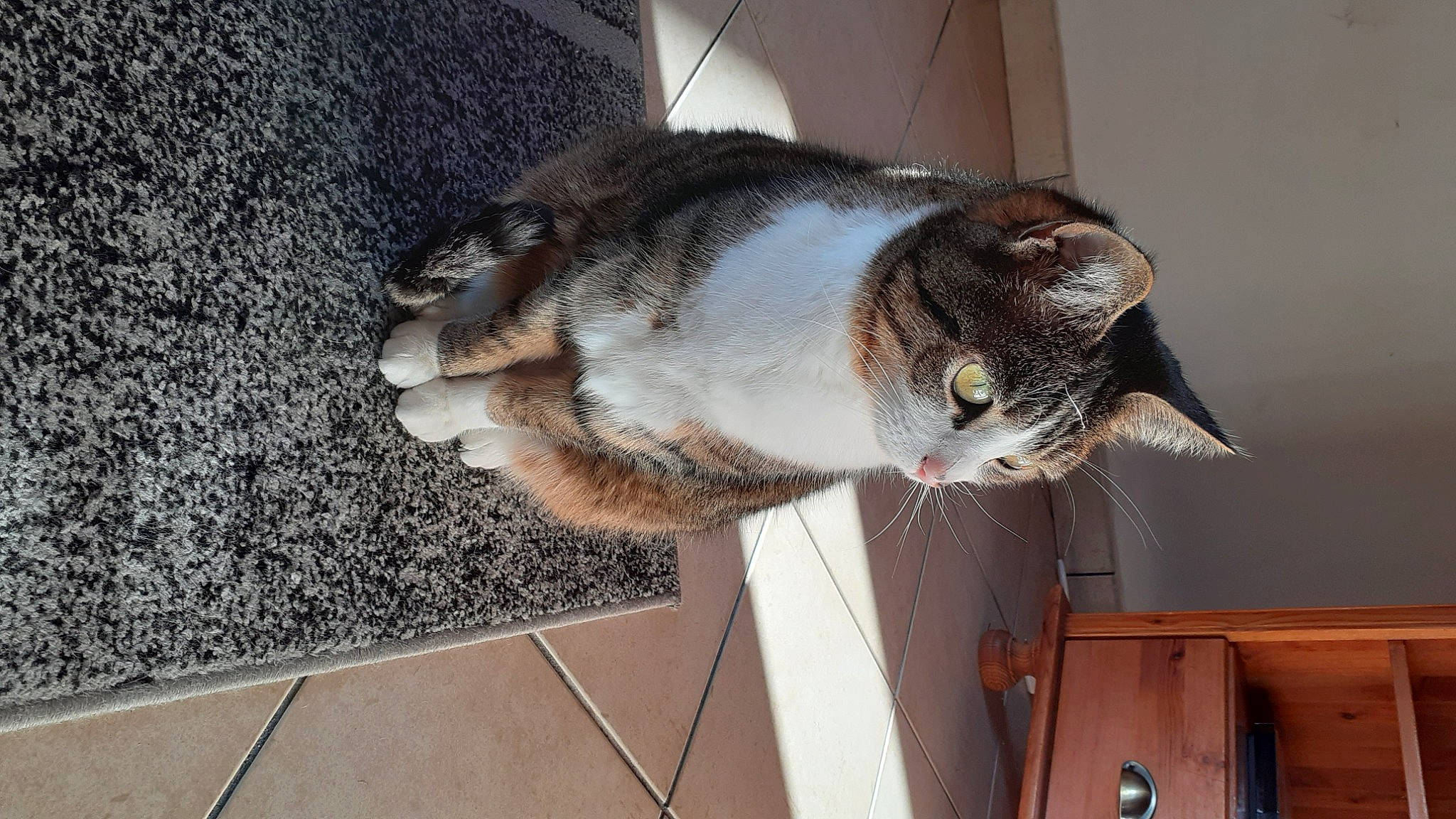 Malice participe au concours pour gagner de l'argent avec cette photo : carnivore, cat, cat_supply, domestic_short_haired_cat, eye, felidae, flooring, fur, grey, hardwood, mammal, paw, small_to_medium_sized_cats, tail, whiskers, window, wood