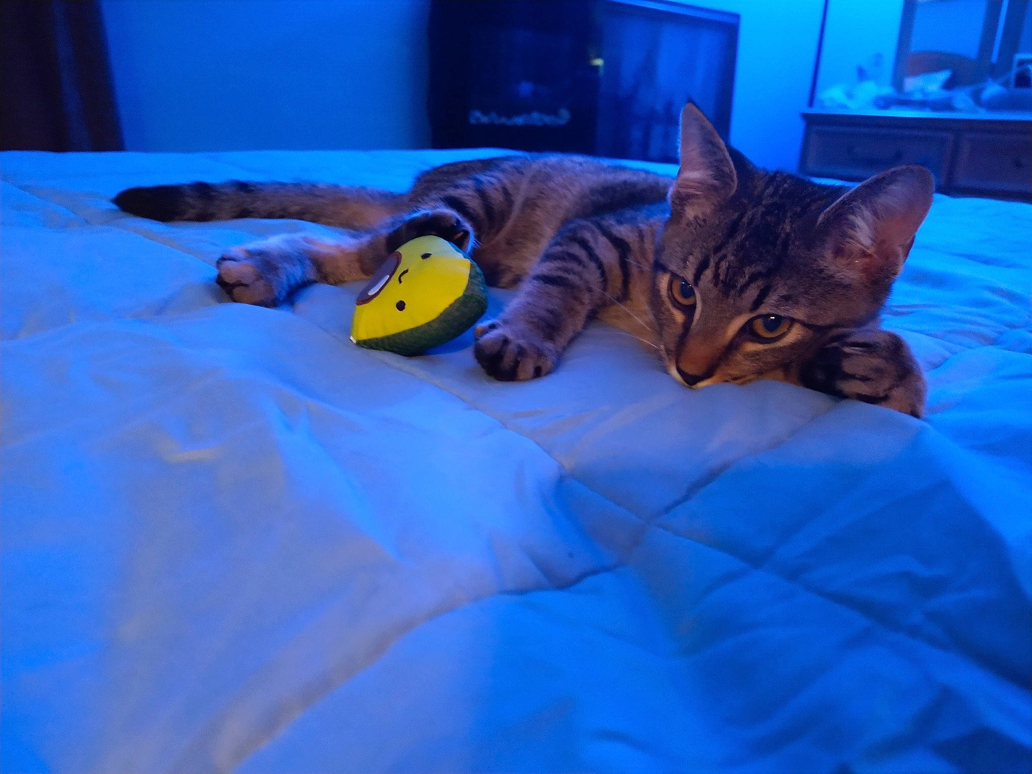 Grogu is registered to the contest to win money with this photo: bed, bed_sheet, bedding, blue, carnivore, cat, comfort, couch, domestic_short_haired_cat, electric_blue, felidae, flooring, fur, linens, picture_frame, room, small_to_medium_sized_cats, tail, textile, whiskers