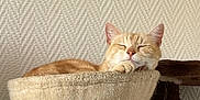 Ralf participe au concours pour gagner de l'argent avec cette photo : cat, sleeping, hammock, cat_tree, ginger_cat, indoor, cozy, pet, resting, feline, fur, paw, relaxed, home, animal, cute, texture, wall, natural_light, comfortable
