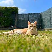 Ralf a rejoint le concours — aidez-le/la à gagner de superbes lots ! cat, ginger_cat, grass, outdoor, sunlight, garden, fence, pet, animal, relaxed, nature, mammal, whiskers, ears, fur, daylight, greenery, blurred_background, lying_down, peaceful