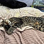 cat, tabby_cat, sleeping, paw, blanket, soft_texture, indoor, resting, feline, striped_fur, cozy, cute, pet, animal, relaxed, fur_pattern, comfort, home, napping, domestic_cat