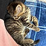 kitten, cat, sleeping, tabby, striped, fur, paw, blanket, plaid, blue, pink, black, cozy, nap, animal, pet, cute, resting, soft, domestic
