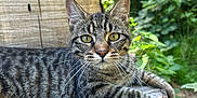 Mort is registered to the contest to win money with this photo: cat, tabby, animal, pet, outdoor, nature, tree_stump, moss, forest, greenery, whiskers, fur, closeup, relaxed, lying_down, eyes, ears, wildlife, daylight, mammal