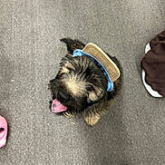 Tommie joined the competition — help win amazing prizes! puppy, dog, tongue_out, fluffy, blue_collar, scrubbing_brush, carpet, shoes, looking_up, indoor, pet, playful, cute, small_dog, animal, happy, furry, floor, domestic, companion