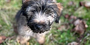 Tommie is registered to the contest to win money with this photo: puppy, dog, grass, outdoor, animal, pet, fur, cute, nature, young, leaf, brown, small, adorable, canine, blurred_background, curious, sitting, closeup, soft_light
