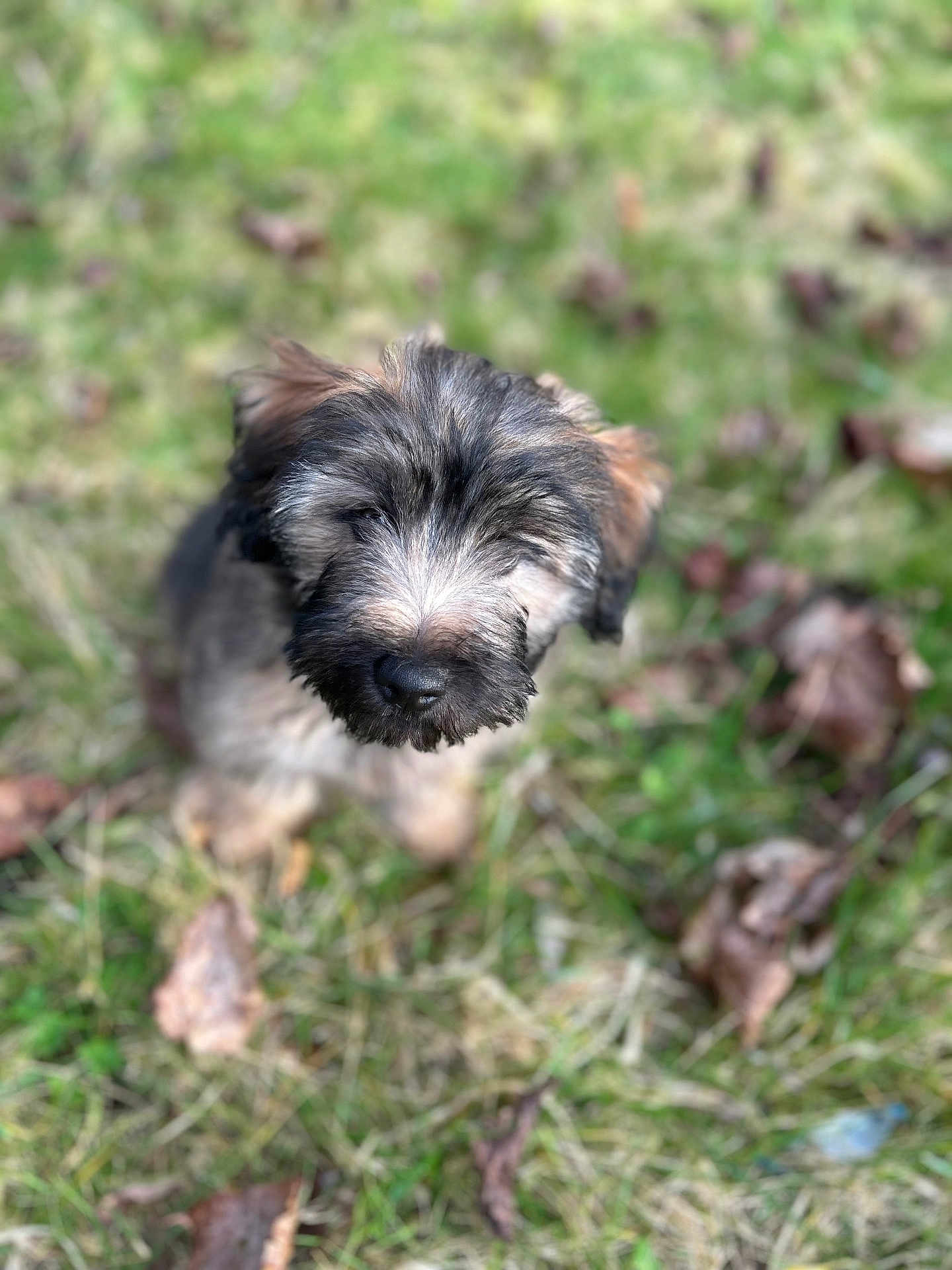 Tommie is registered to the contest to win money with this photo: puppy, dog, grass, outdoor, animal, pet, fur, cute, nature, young, leaf, brown, small, adorable, canine, blurred_background, curious, sitting, closeup, soft_light