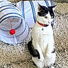 Lucky joined the competition — help win amazing prizes! cat, black_and_white_cat, indoor, carpet, toy_tunnel, red_pom_pom, pet, feline, curious, sitting, collar, bell, playful, home, cozy, fur, whiskers, ears, floor, wall