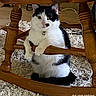Lucky joined the competition — help win amazing prizes! cat, black_and_white, rocking_chair, wooden_furniture, carpet, indoor, pet, animal, cute, fur, sitting, paws, collar, curious, relaxed, home, cozy, floor, furniture_leg, domestic