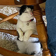 Lucky joined the competition — help win amazing prizes! cat, black_and_white, rocking_chair, wood, carpet, indoor, pet, fur, collar, bell, paw, sitting, feline, cute, home, legs, jeans, furniture, resting, animal