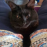 Luna is registered to the contest to win money with this photo: black_cat, cat, pet, indoor, person, legs, feet, fireplace, plant, furniture, comfort, relaxation, curious, fur, whiskers, home, cozy, portrait, animal, closeup