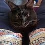 black_cat, cat, pet, indoor, person, legs, feet, fireplace, plant, furniture, comfort, relaxation, curious, fur, whiskers, home, cozy, portrait, animal, closeup