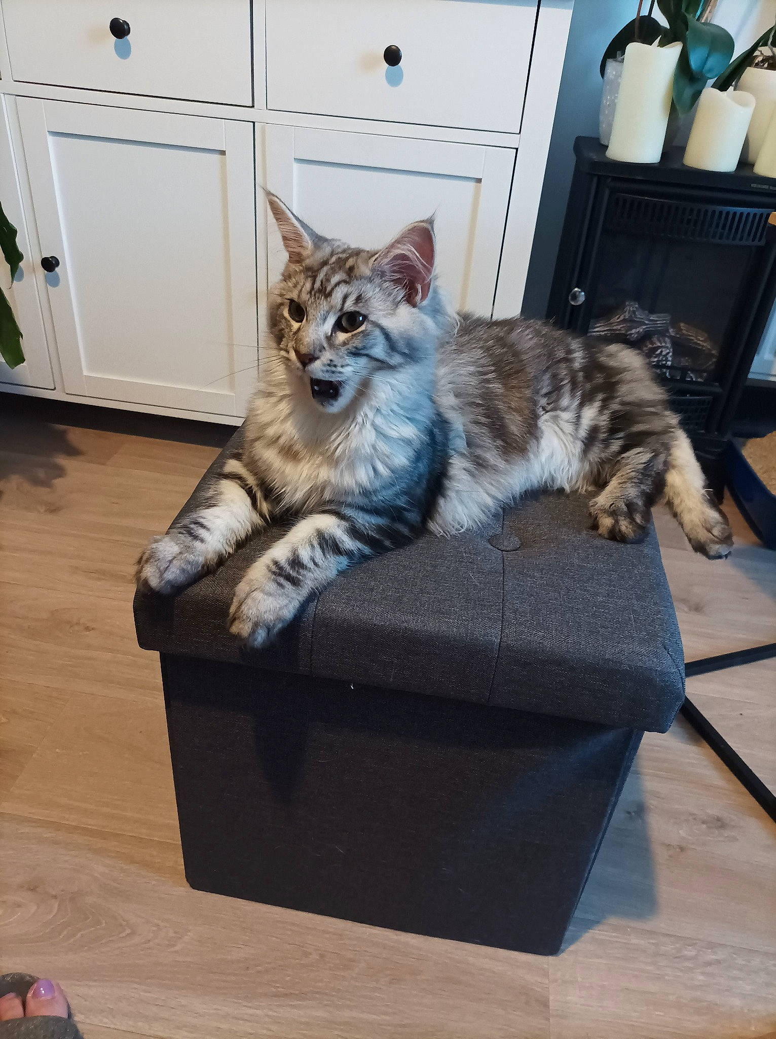 Sirkis a rejoint le concours — aidez-le/la à gagner de superbes lots ! box, cabinetry, carnivore, cat, comfort, domestic_short_haired_cat, door, felidae, floor, flooring, fur, grey, hardwood, living_room, shipping_box, sitting, small_to_medium_sized_cats, tail, whiskers, wood