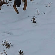 Kairos joined the competition — help win amazing prizes! dog, snow, jumping, outdoor, animal, winter, field, nature, fur, canine, playful, active, cold, landscape, grass, brown, black, ears, running, daytime