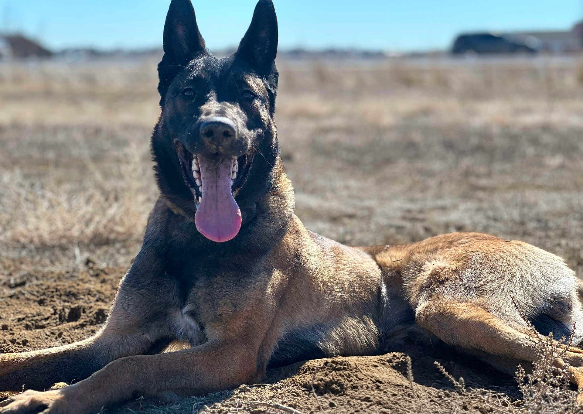 Kairos joined the competition — help win amazing prizes! dog, german_shepherd, animal, tongue_out, happy, outdoor, sunlight, lying_down, mammal, pet, nature, brown_fur, black_fur, canine, grass, field, daytime, closeup, portrait, tongue