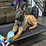 Kairos is registered to the contest to win money with this photo: dog, indoor, living_room, couch, toy, unicorn, pet_bed, floor, stairs, vacuum_cleaner, brown, black, animal, canine, resting, ears_up, looking_at_camera, wood_floor, furniture, houseplant