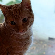 Mango is registered to the contest to win money with this photo: cat, ginger_cat, pet, animal, feline, window, indoor, closeup, portrait, curious, soft_fur, whiskers, ears, eyes, nature, blurred_background, daylight, domestic_animal, cozy, sill