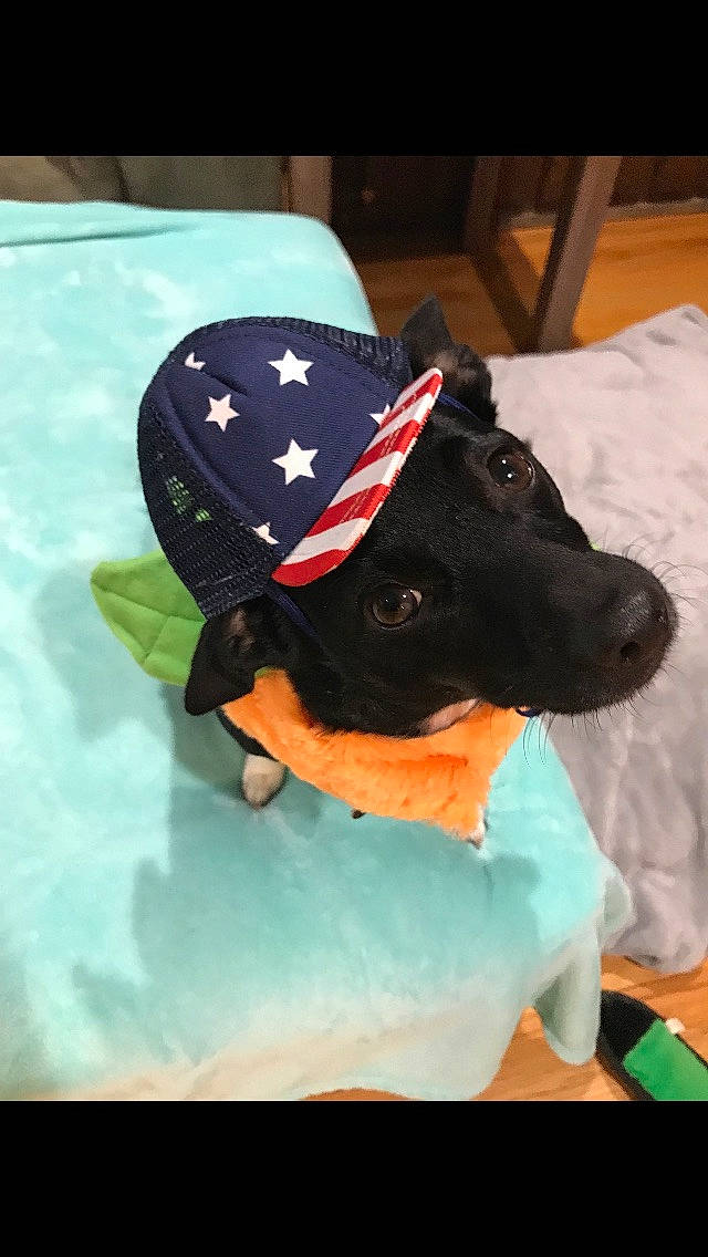 Shadow is registered to the contest to win money with this photo: baseball_cap, cap, carnivore, comfort, companion_dog, costume_hat, dog, dog_breed, dog_clothes, dog_collar, dog_supply, electric_blue, fashion_accessory, fawn, hat, headgear, personal_protective_equipment, snout, sun_hat, sunglasses