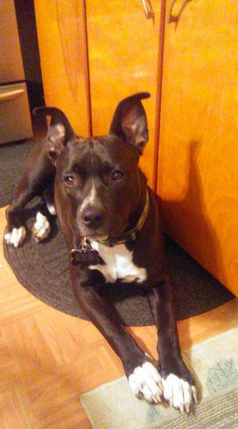 Chino is registered to the contest to win money with this photo: canidae, carnivore, collar, companion_dog, dog, dog_breed, dog_collar, fawn, flooring, guard_dog, hardwood, snout, tail, varnish, whiskers, window, wood, wood_flooring, wood_stain, working_animal