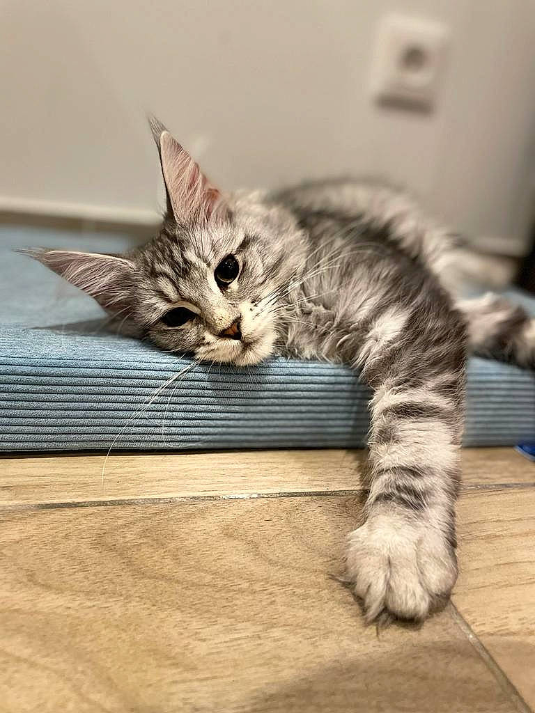 Marie participe au concours pour gagner de l'argent avec cette photo : carnivore, cat, claw, comfort, domestic_short_haired_cat, felidae, floor, flooring, fur, hardwood, nap, paw, sitting, small_to_medium_sized_cats, snout, tail, terrestrial_animal, whiskers, wood, wood_flooring