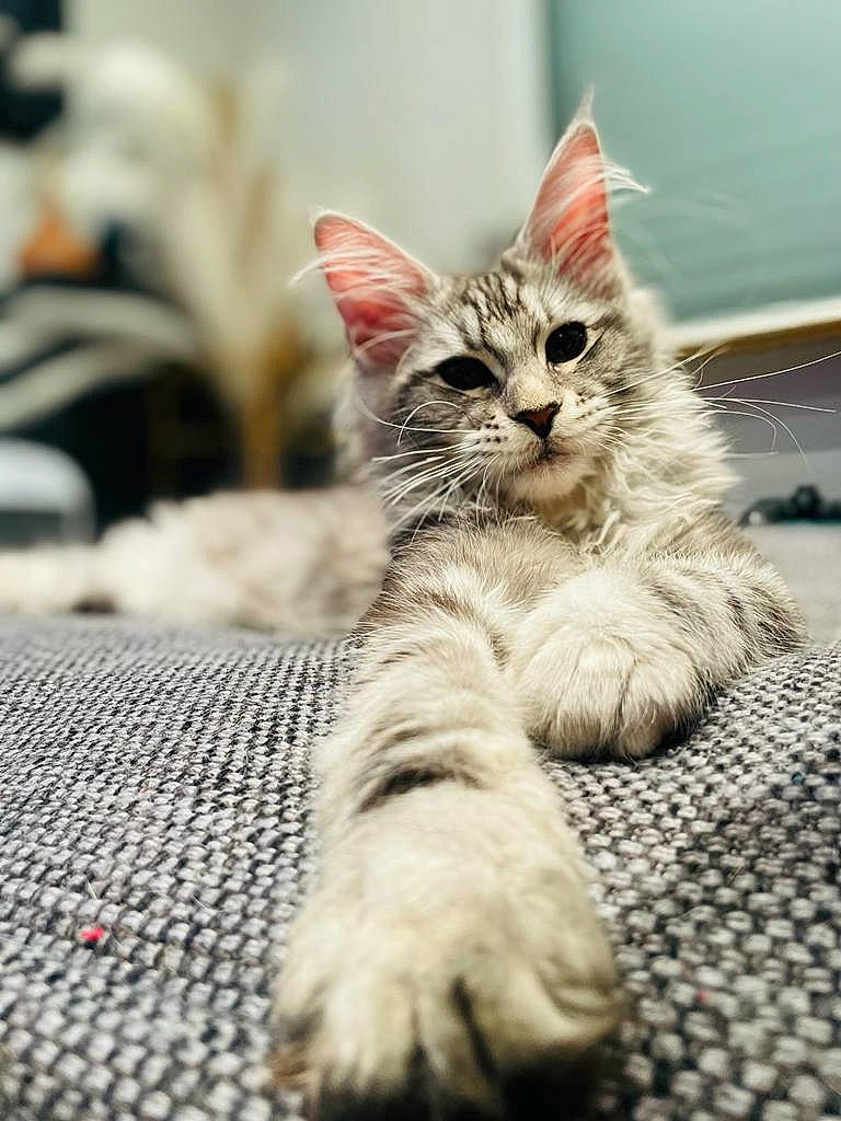 Marie a rejoint le concours — aidez-le/la à gagner de superbes lots ! carnivore, cat, claw, comfort, domestic_short_haired_cat, felidae, flooring, foot, fur, grey, paw, sitting, small_to_medium_sized_cats, snout, tail, terrestrial_animal, whiskers