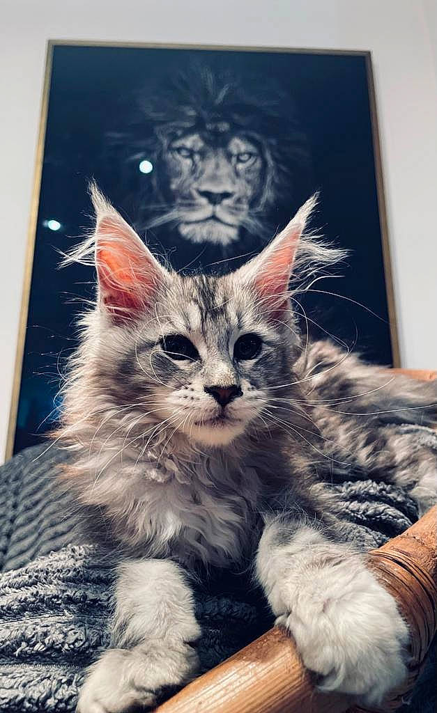 Marie participe au concours pour gagner de l'argent avec cette photo : art, box, carnivore, cat, claw, domestic_short_haired_cat, felidae, fur, graphic_design, illustration, lap, paint, painting, paw, photo_caption, small_to_medium_sized_cats, snout, tail, visual_arts, whiskers