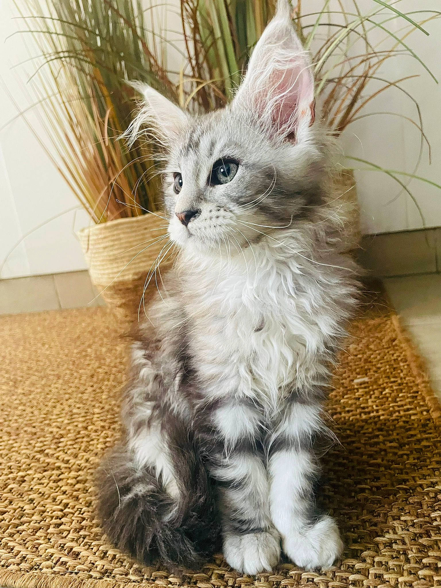 Marie a rejoint le concours — aidez-le/la à gagner de superbes lots ! carnivore, cat, claw, comfort, domestic_short_haired_cat, felidae, flooring, fur, grass, paw, plant, sitting, small_to_medium_sized_cats, snout, tail, terrestrial_animal, whiskers, window